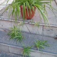 گل آپارتمانی