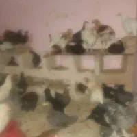 بوقلمون  مرغ وخروس  غاز|حیوانات مزرعه|قزوین, |دیوار