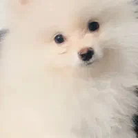 سگم پامر گمشده پارسال برج۱۲