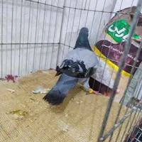 کبوتر مسافتی با یک جفت فنچ معمولی معاوضه می کنم|پرنده|بندر دیر, |دیوار