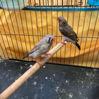 فنچ|پرنده|بندرعباس, |دیوار