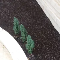 کود گوسفند ی پوسیده