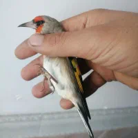 5 عدد سهره نر