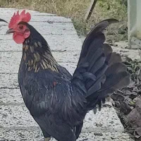 خروس مینیاتوری