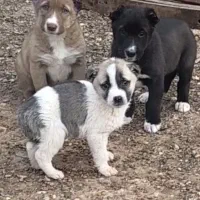 واگذاری سرابی و پژدر