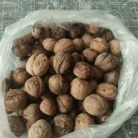 گردوی کوهستان فستق
