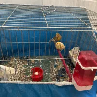 قناری ماده|پرنده|برخوار, |دیوار