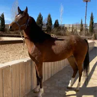 اسب عرب یک سر