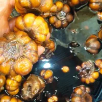 پخش زیتون رودبار و طارم|عمده‌فروشی|رودبار, |دیوار