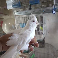 عروس هلندی آلبینو سفید چشم شرابی