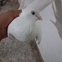 کبوتر سفید