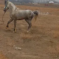 اسب کرد ۴ساله