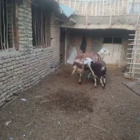 قوچ پلنگی|حیوانات مزرعه|خنداب, |دیوار