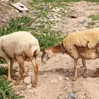 دو راس میش چینی درجه یک