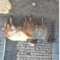 فروش چهار راس گوسفند ابستن|حیوانات مزرعه|کوهنانی, |دیوار