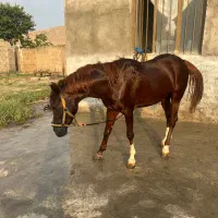 اسب ۴ ساله