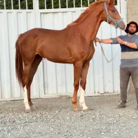 مادیان پرشی