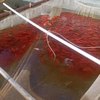 ماهی قرمز رنگ اتشی