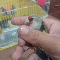 سهره نر بخونه|پرنده|بیرجند, |دیوار