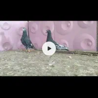 پرنده|پرنده|شیراز, علی آباد|دیوار
