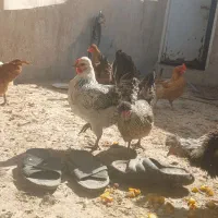تعدادی مرغ و خروس رسمی اصل|حیوانات مزرعه|قم, شهرک امام حسین|دیوار