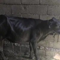 گاو ماده