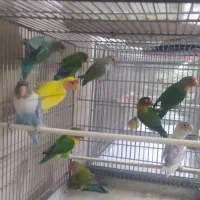 طوطی برزیلی|پرنده|دماوند, گیلاوند|دیوار