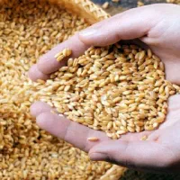 گندم اذر دو بذری درجه یک