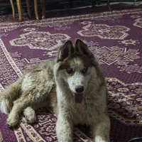 واگذاری توله هاسکی مالاموت|سگ|اصفهان, باغ زرشک|دیوار