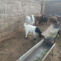 یک راس بز پاکستانی