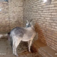 هنر خوب باری جوان|حیوانات مزرعه|کلیائی, |دیوار