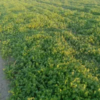 سبزی شوید و گشنیز|خوردنی و آشامیدنی|سیمین شهر, |دیوار