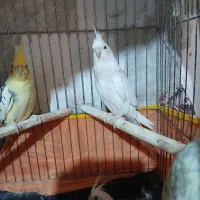 عروس هلندی|پرنده|اشتهارد, |دیوار