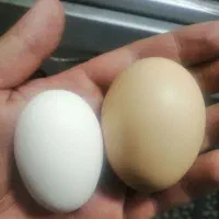 تخم مرغ نطفه دار مرندی