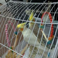 عروس هلندی|پرنده|صومعه‌سرا, |دیوار