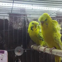 مرغ عشق پروانه ای مولد