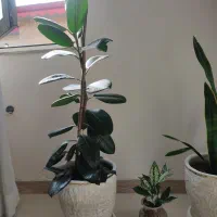 گل وگلدون طبیعی