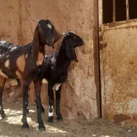 بزکولار و بزغاله