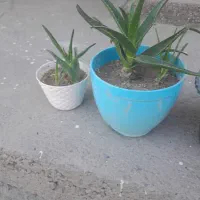 فروش گل طبیعی زیبا درحال رشد