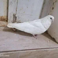 فروش.کبوتر|پرنده|گل تپه, |دیوار