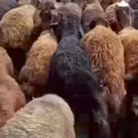 یونجه دامداری