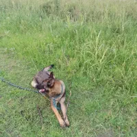 فروش سگ ژرمن شپرد|سگ|رودسر, |دیوار