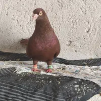 سرخ نر
