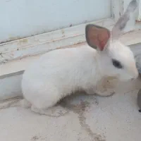 خرگوش فروشی