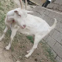 بز سانن