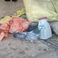 ماده تهرانی