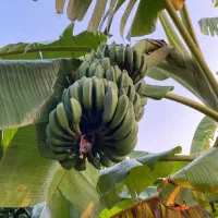 فروش-باغ-2000-متری-با-سوییت-50-متری-محموداباد