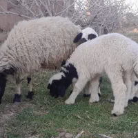 میش زاییده|حیوانات مزرعه|کشکوئیه, |دیوار