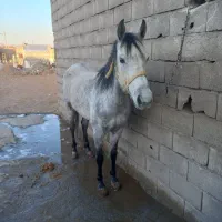اسب مادیان