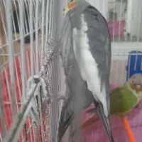 عروس هلندی نر دستی